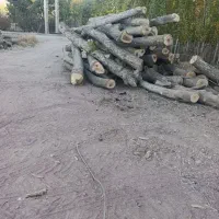 خریداره چوب های بادام گردو زرد آلو وزم ونو بید و..|خدمات باغبانی و درختکاری|ساروق, |دیوار