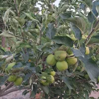 باغ دور فنس و درختان بارده با یک ساعت حق آبه|فروش خانه و ویلا|یامچی, |دیوار