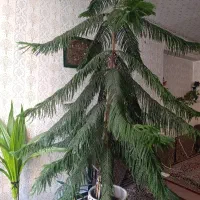 کاج مطبق