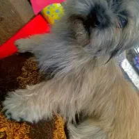 سگ شیتزو نره|سگ|بم, |دیوار