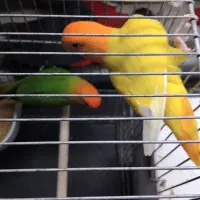 کوتوله اپال سرنارنجی کارداده