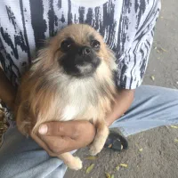 سگ پامر روباهی|سگ|بندرعباس, |دیوار