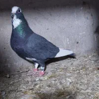 ارزان کفتر|حراج|رفسنجان, |دیوار