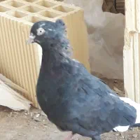 دو جفت کبوتر درشت و کشیده هوایی|پرنده|الیگودرز, |دیوار