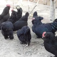 مرغ وخروس مرندی ۷ماهه سیاه|حیوانات مزرعه|هشتگرد, خور|دیوار