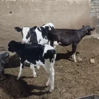 گوساله