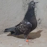 جوجه کبوتر و پرشی|پرنده|قم, زنبیل آباد|دیوار