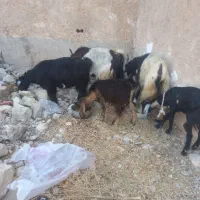 دوتا بز کهره دار و دوباره ابسن|حیوانات مزرعه|خورموج, |دیوار