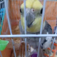 عروس هلندی