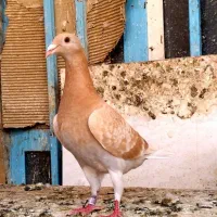 کبوتر پلاکی ماده