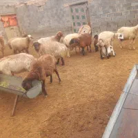 فروش‌میش‌بره‌دار