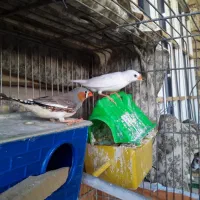 فروش فنج بالغ مولد نژاد دار