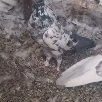 کبوتر تهرانی|پرنده|کرج, کوی امامیه|دیوار