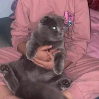 واگذاری|گربه|مشهد, عامل|دیوار