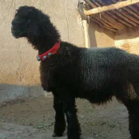 کهره بز بره میش