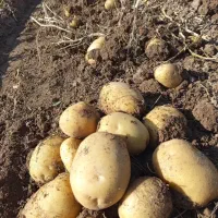 سیب زمینی بامبا