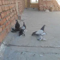 کبوتر|پرنده|شیراز, شهرک بهار|دیوار
