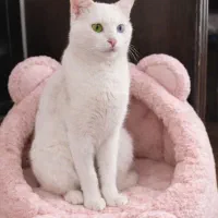 گربه انگورا