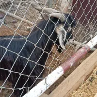 بز بزغاله|حیوانات مزرعه|رشت, حافظ آباد|دیوار