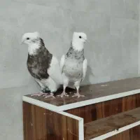 کبوتر ،طوقی پالخت کاکولی|پرنده|داران, |دیوار