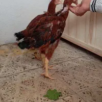 جوجه لاری|حیوانات مزرعه|ایلام, |دیوار