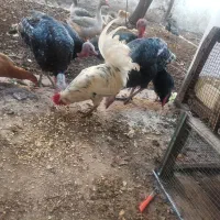 خروس گلین  بوقلمون نر ماده وقاز فو قاز