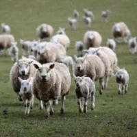 کارگر دامداری گوسفند