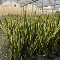 فروش و ارسال عمده گل وگیاه به کل کشور|گل و گیاه طبیعی|چمستان, |دیوار