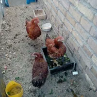 جوجه مرغ طاقچه سالم، فروشی مرغ وخروس