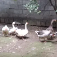 شب یلدا ،اردک و غاز سفید|حیوانات مزرعه|قائمشهر, |دیوار