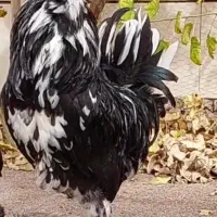 مرغ خروس گلین برازجان