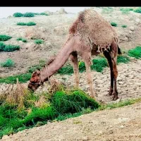 جونگ نرو ماده. فروشی