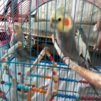 عروس هلندی|پرنده|کرج, حیدرآباد|دیوار