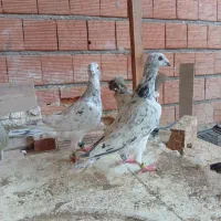 سار.. آلمانی