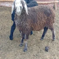 گوسفند بز میش بره ماده بره نر