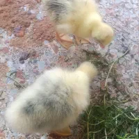 جوجه مرغ و جوجه غاز