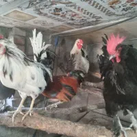 مرغ خروس های تازه محلی وبرهماو گلین چل تاج پنگوئنی|حیوانات مزرعه|اسکو, |دیوار