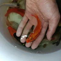 ماهی کوی باله بلند و کوتاه ، گلدفیش ، قرمز مولد|ماهی|اراک, |دیوار