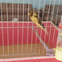 قناری شلاقی بلند دم ۱۰ سانت