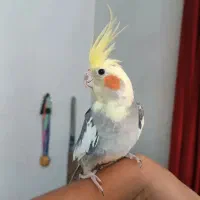 عروس هلندی نر سخنگو دستی