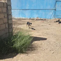 فروش سگ|سگ|تیران, |دیوار