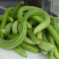 خرید و فروش خیار چنبر خیارترک