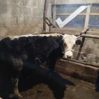 ورزاکوله داشتی|حیوانات مزرعه|رشت, حومه رشت|دیوار