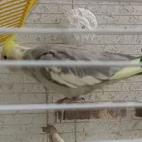 عروس هلندی|پرنده|قم, چهار مردان|دیوار