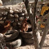 مرغ های محلی 100عدد|حیوانات مزرعه|مهربان, |دیوار