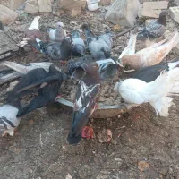 کفتر|پرنده|اهواز, ۲۴ متری|دیوار