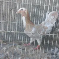 قفسه سره خاکی کبوترجفتگاه