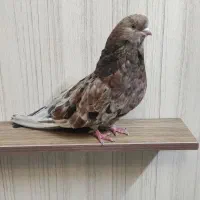 کبوتر ماده سرور۷ رنگ
