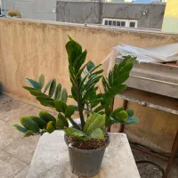 گلدان  طبیعی گل زامفولیا
