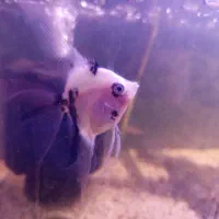 ماهی آکواریوم آنجل و ماهی دیگه موجود هست